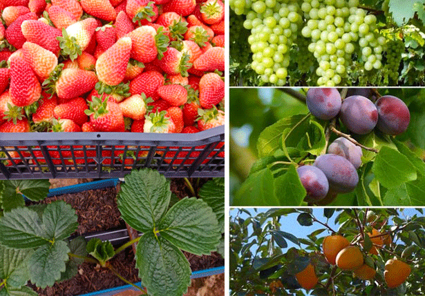 Famíglia Mazzochi Frutas