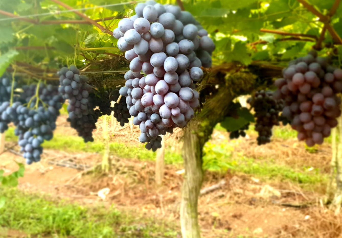 Uvas Finas de Mesa Irmãos Fabro