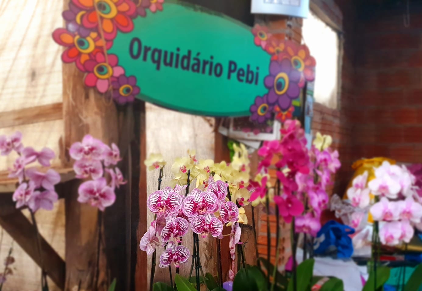 Orquidário e Pitayas Pebi