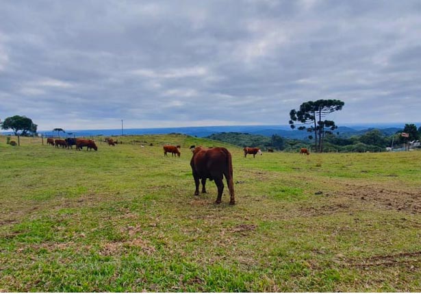 Rancho Morro Alto