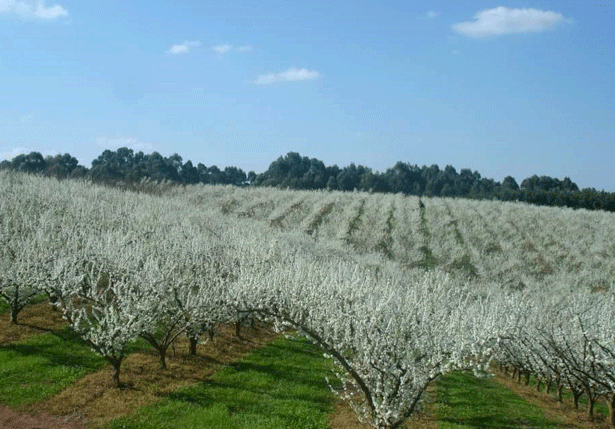 Granja Palandi Agropecuária