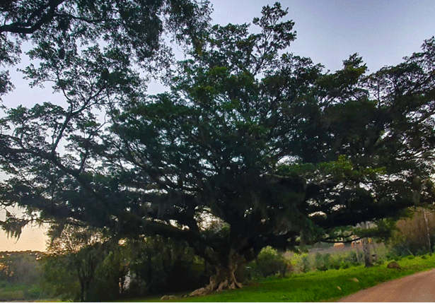 Figueira - Cerro da Glória